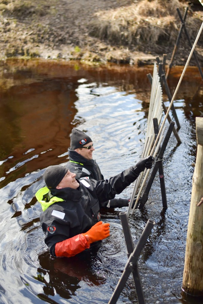 Kaksi miestä vedessä suorittamassa vesienhoidon toimenpidettä.
