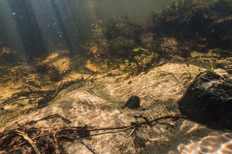 Vedenalainen kuva, joss näkyy raakku pohjassa. 