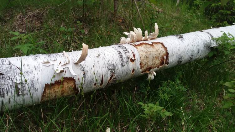 Kaadettu puu jota majavat ovat järsineet. 