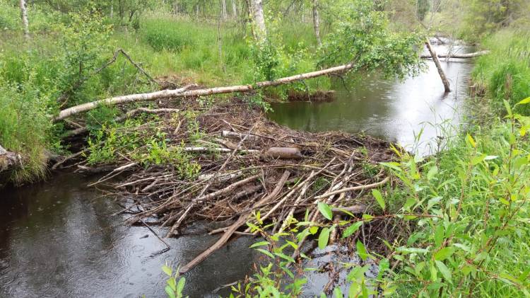 Majavien rakentama pato. 